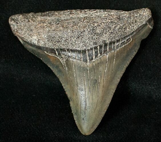 Bargain Megalodon Tooth - South Carolina #17364